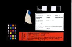 NHMW-GEO-2007z0149-0010_Ol_02.tifNodoprosopon ornatum (von Meyer, 1842)  (NHMW-GEO-2007z0149-0010)